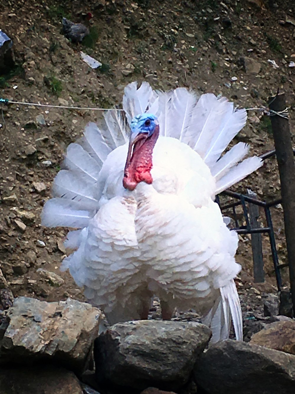 turkey