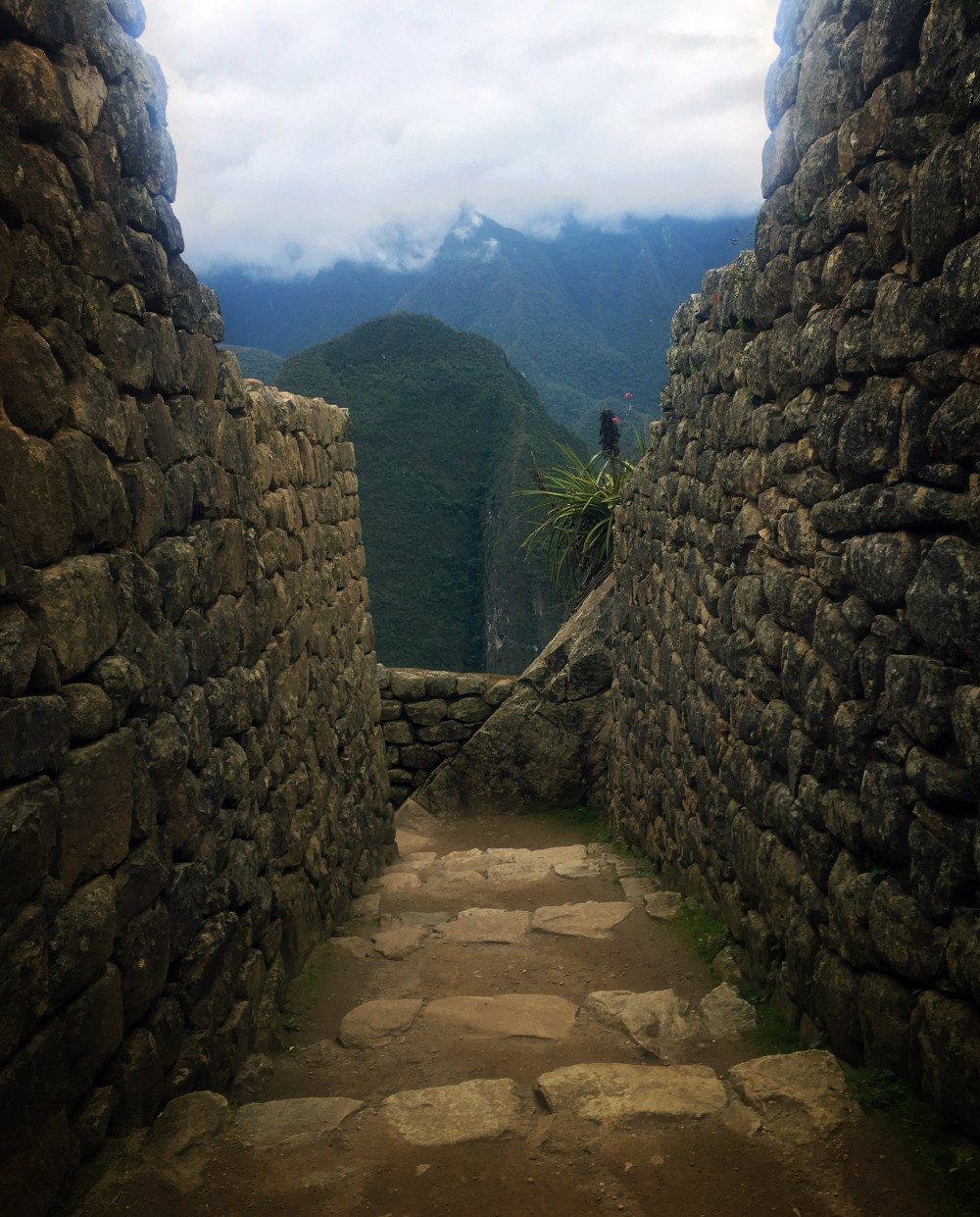 Machu Wall Reg